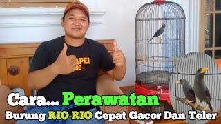 Cara Perawatan Burung Rio Rio Cepat Gacor Dan Teler