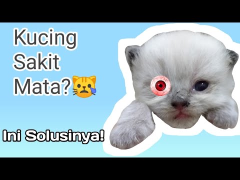 Video: Gestrenol Untuk Kucing: Petunjuk Penggunaan, Tetes Dan Tablet, Indikasi Dan Kontraindikasi, Ulasan, Biaya Dan Analog