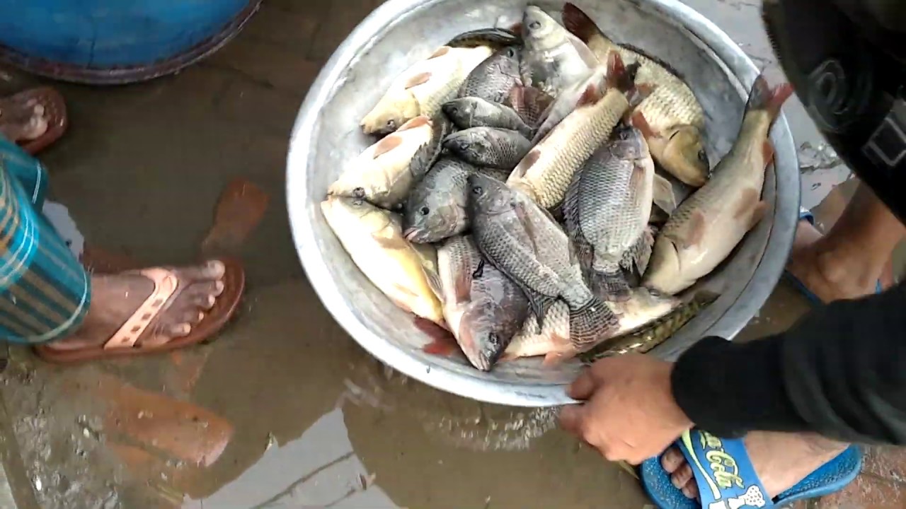 Amazing live fish market video 2020! Best fishing video 2020। YouTube