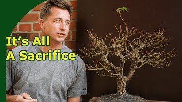 The 6 uses of Sacrifice Branches in Bonsai