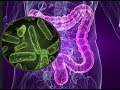 La Microbiota Intestinal, un mundo por descubrir. Nutrición y Salud