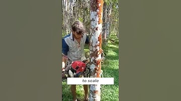 🚀 The Smartest Coconut Tree Climber 🧗‍♂️✨