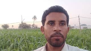 |Today Vibe|How to Grow Sorghum(Jawar) Crops?