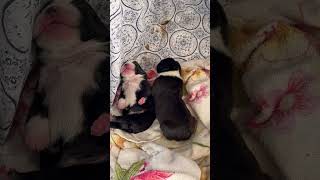 Boston Terrier puppy 5 days old! #dog #bostonterrierfan #puppy #bostonterriers #bulldog