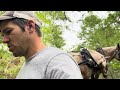 Pulling Down a Tree With Horses Failure