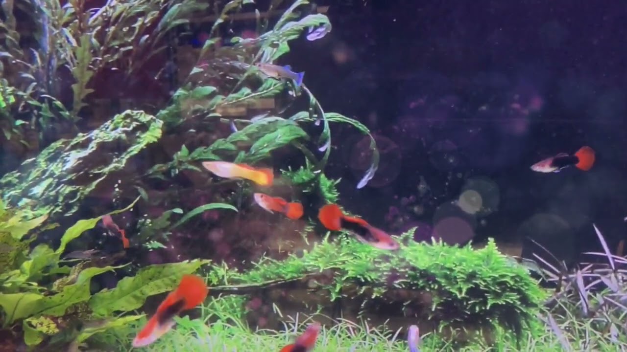 space by Rexlambo   𝐩𝐥𝐚𝐲𝐥𝐢𝐬𝐭 𝐟𝐨𝐫 𝐬𝐭𝐮𝐝𝐲𝐢𝐧𝐠 𝐭𝐨 𝐫𝐞𝐥𝐚𝐱 | Calmato Music |                   Calmati Music