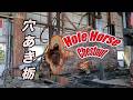穴の空いたトチノキです外側の周りで板を取る！。Hole Chestnut.