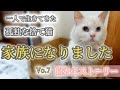 毎日我が家に通う孤独な捨て猫【とうとう保護しました】捨て猫から家族へ!もう一人じゃないんだよ《白ねこストーリー》I rescued an abandoned cat