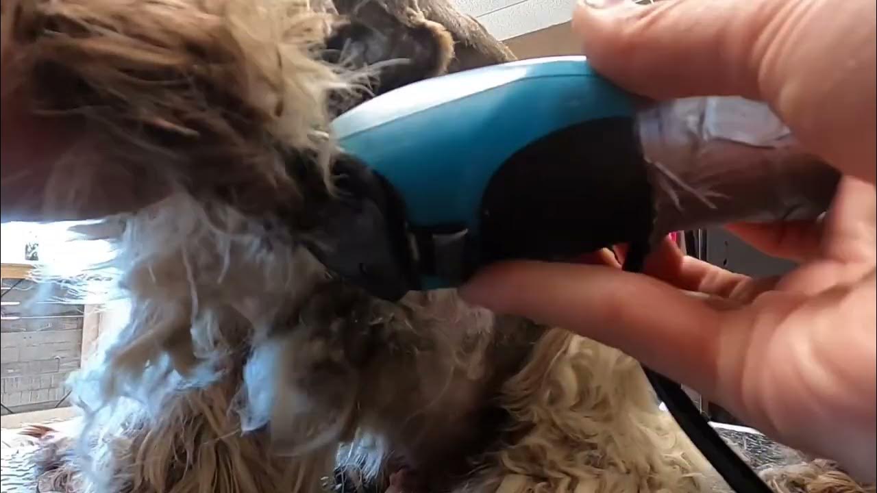 Matted cocker spaniel dog grooming. There was a surprise underneath the