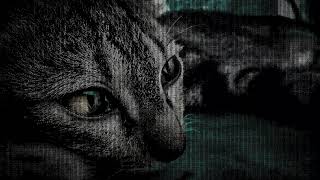 Cat A Blender Animation