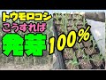 【トウモロコシの育て方】種には向きがあるのです！！発芽率100％  失敗しない種蒔きのやり方