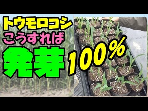 【トウモロコシの育て方】種には向きがあるのです！！発芽率100％  失敗しない種蒔きのやり方