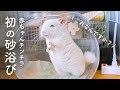 恐る恐る入った割に豪快に撒き散らすチンチラNo.168