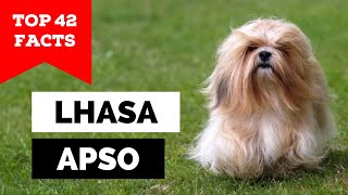 99% of Lhasa Apso Owners Don't Know This