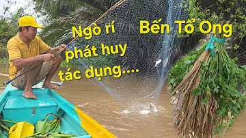 Dùng NGÒ RÍ treo bè vớt cá, mới dạo đầu là xuất hiện bầy cá bự | Săn bắt SÓC TRĂNG |