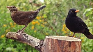 Blackbirds in My Garden Resimi