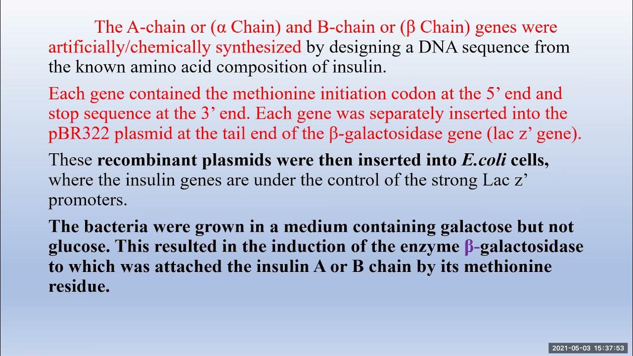 Production of human insulin by rDNA technology YouTube