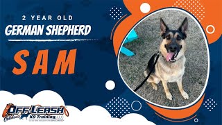 German Shepherd Genius: Sam's OKC Training Adventure! by Off Leash K9 Training of Oklahoma 270 views 3 weeks ago 3 minutes, 32 seconds