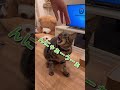怒ってるはずなのに、声が可愛すぎて全く怖くない猫ちゃんが可愛すぎるwwww