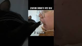 고양이를 이해하기 위한 영상 #동물짤