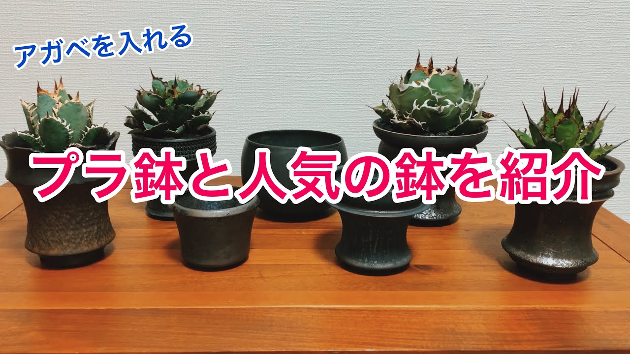 在庫有り・即納 植木鉢　陶器鉢　チタノタ　アガべの鉢　3つセット 置物