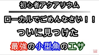 【初心者アクアリウム】ローカルでごめんなさい！！ついに見つけた 最強の小型魚のエサ