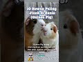 Guinea Pig — Si Mungil yang Suka Berteman #HewanJinak #FaktaHewan #Animals #VideoViral #Cool #Unik