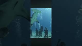 Peaceful Dive With Hammerhead Sharks #hammerheadshark #sharkencounter #divng #oceanfloor