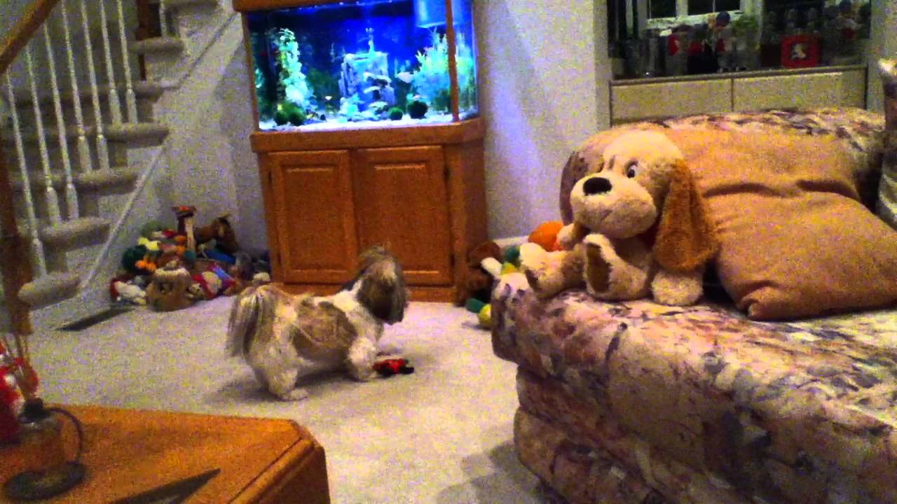 Shih Tzu dog Lacey digging in our couch 😲 and playing with her toys 😂