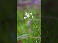 NORCAL rainy hike asmr