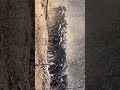 A swamp of Buffalos Spotted around a village called Tutume, BOTSWANA