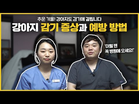 강아지도 감기에 걸릴 수 있어요! 강아지 감기 증상과 예방방법!