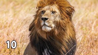 Animal Timers- 10 Minute Lion