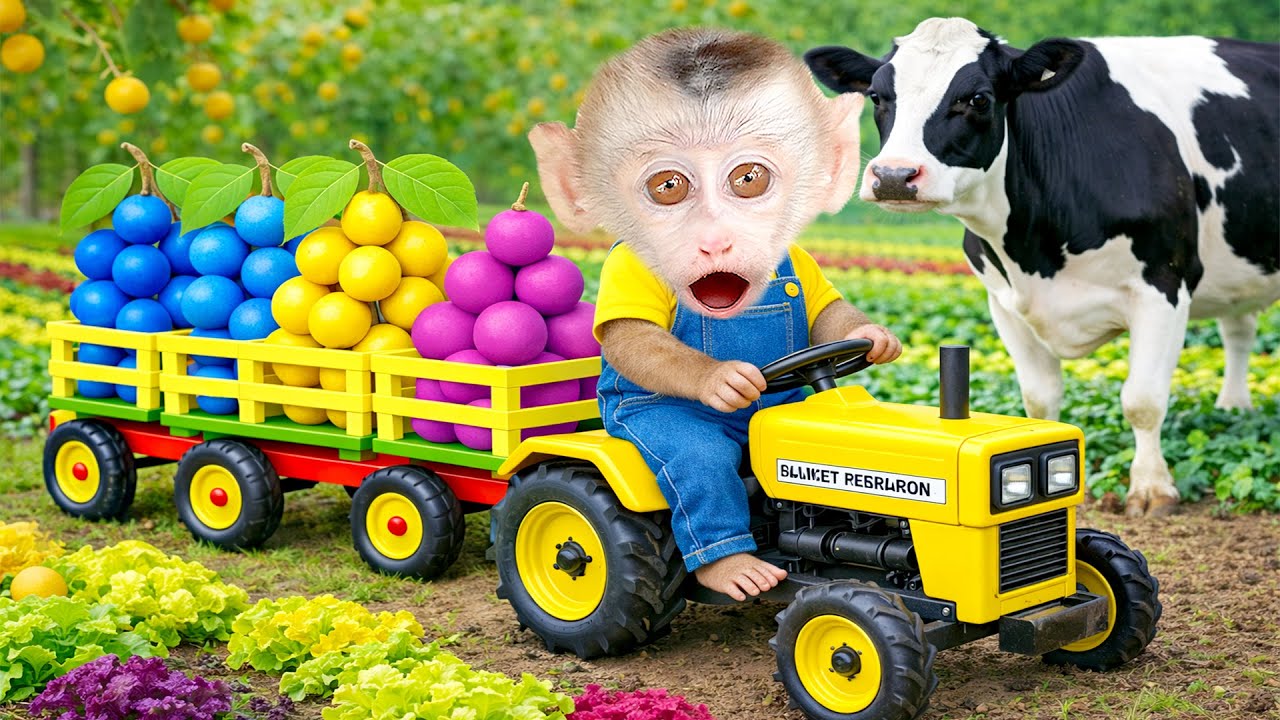 Mono Benben conduce un tractor y cosecha frutas con la vaca
