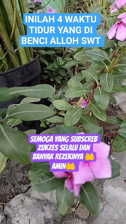 INILAH 4 WAKTU TIDUR YANG DI BENCI OLEH ALLOH SWT  #VIRAL VIDEO SHORT #VIRAL