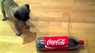 Rupert Eli - Pug Puppy Attacking a Coke bottle.