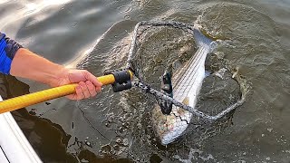 Striper Fishing! Catching Striped Bass SHALLOW! Active Target Simrad Lowrance