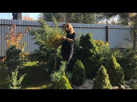 Моя любимая Дача