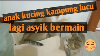 Anak kucing asyik bermain by RM Channel 18 views 1 year ago 3 minutes, 29 seconds