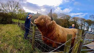 IT'S TIME FOR THE HUGE BULL TO LEAVE THE FARM... THE BBC CAME ROUND TO HELP