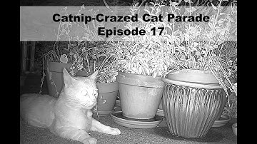 Catnip-Crazed Cat Parade Episode 17