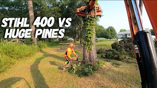 Stihl MS400C dropping huge loblolly pines