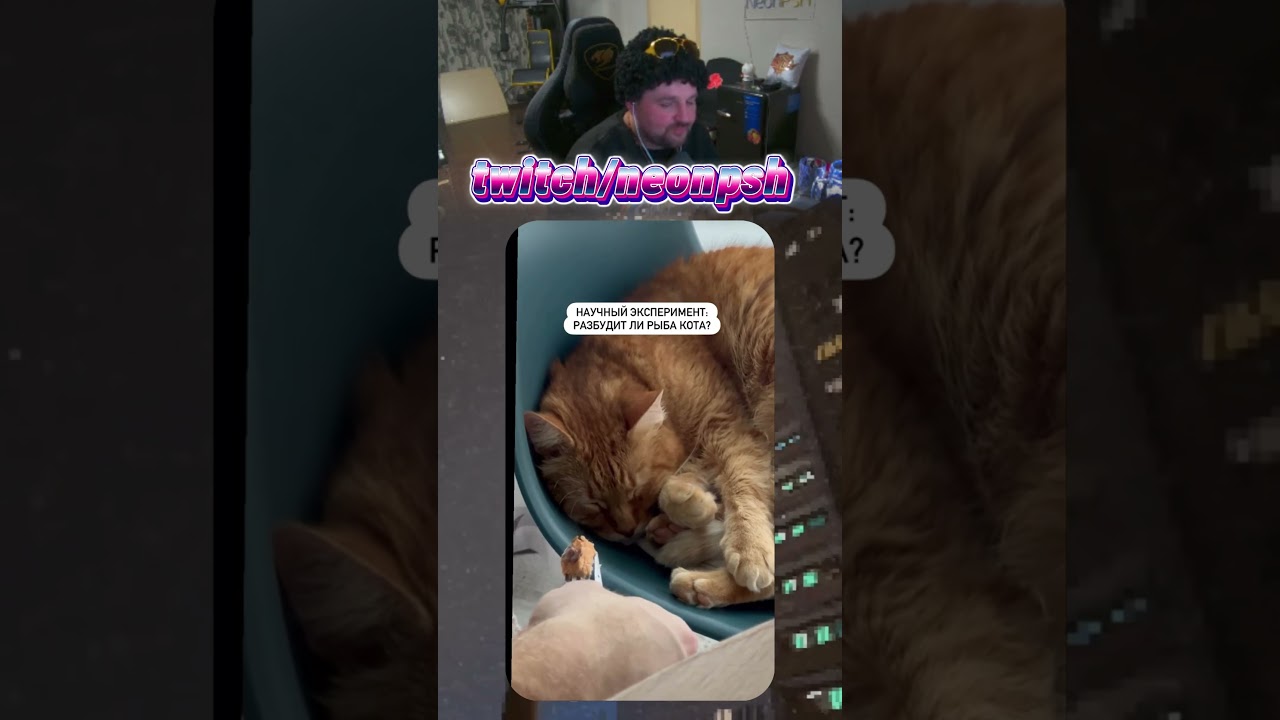 Зачем разбудили?😢 | twitch.tv/neonpsh - розыгрыши и турниры каждый месяц!