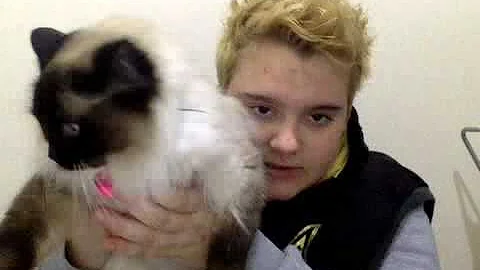 Video 2511881: doll kitty, cat doll, cat meets