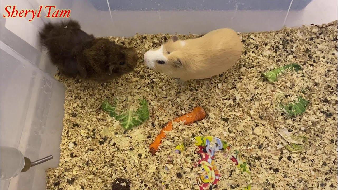 Guinea Pigs Mating YouTube
