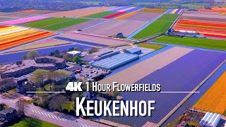 [4K] KEUKENHOF 🌷 Flowers & Tulips 🇳🇱 | 1 Hour Calming Piano Relaxation Drone Film