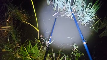 Kích Cá Đêm Trúng Miếng Ruộng Nước Cạn Đầy Cá | kích cá miền tây 