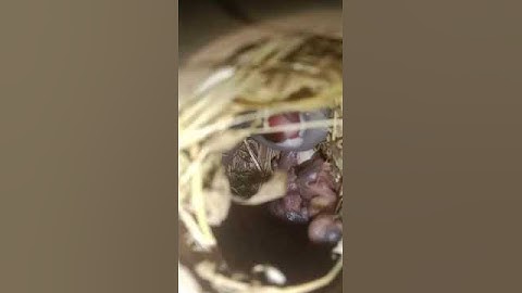 Mashallah Silver Java Sparrow pair With Chicks❤️🦜😱#bird #parrot #1ksubscribers #viral #shorts 🥰😍🥰❤️😱