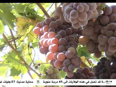 تيبازة توسيع مساحات الكروم ونتائج مشجعة في إنتاج العنب