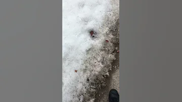 Super Satisfying ASMR Crunchy Sounds Walking On Ice And Snow 